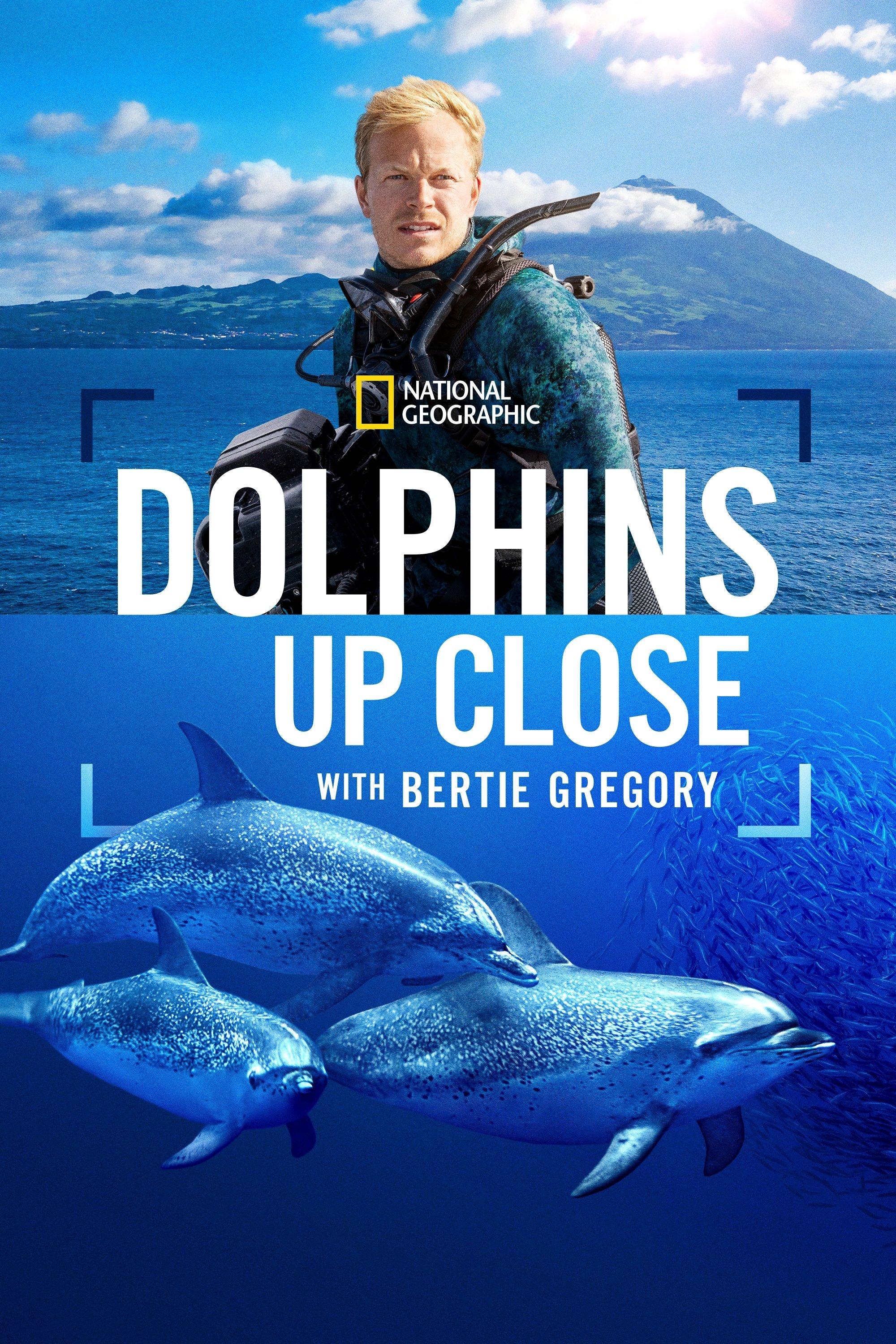 Dolphins Up Close with Bertie Gregory | awwrated | 你的 Netflix 避雷好幫手!